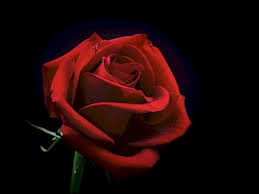 Roro Any